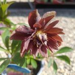 Čemerica východná (Helleborus orientalis) ´ELLE RED´ - kont. C1L
